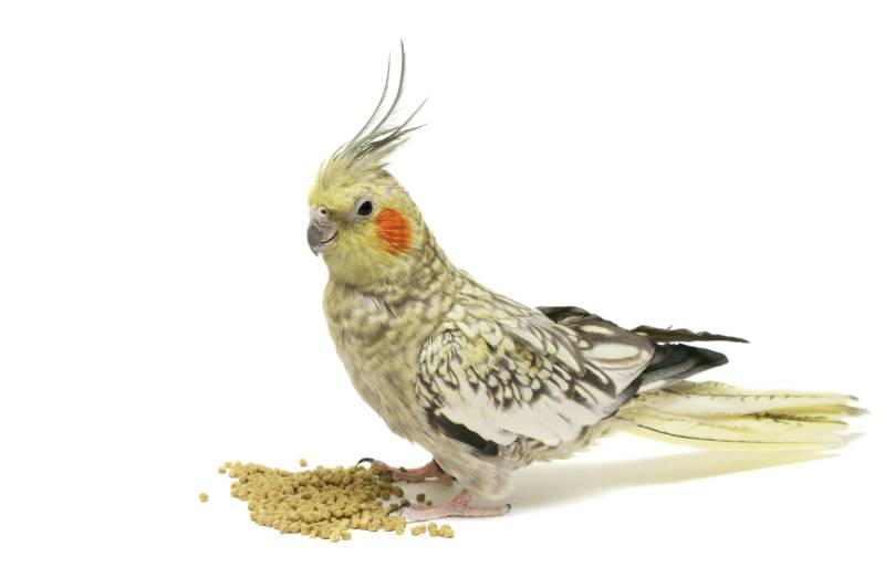 cockatiel bird an a white background with some pellets food