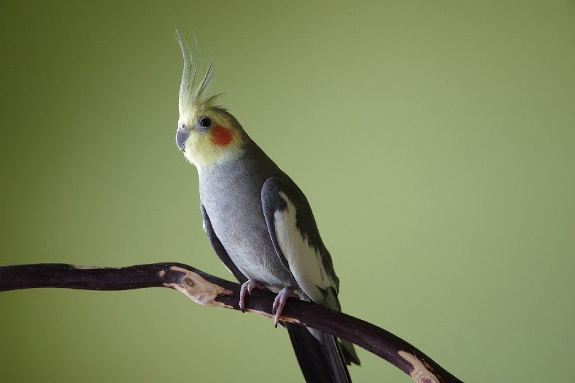 cockatiel bird_Jenifer Kramer, Pixabay