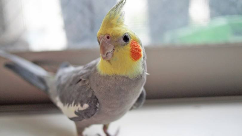 cockatiel close up