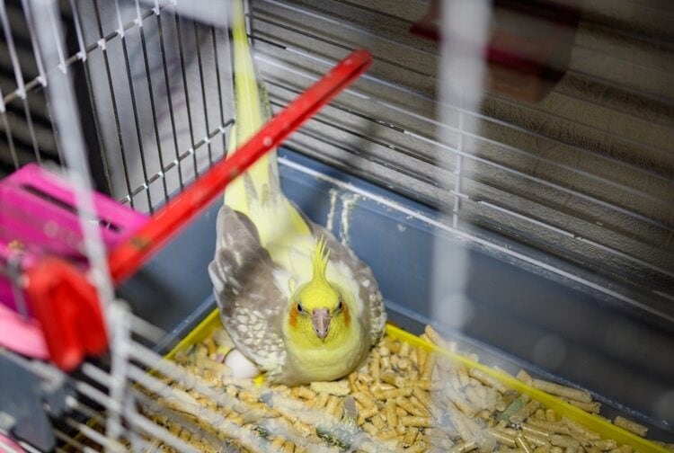 cockatiel-hatching-egg egg binding