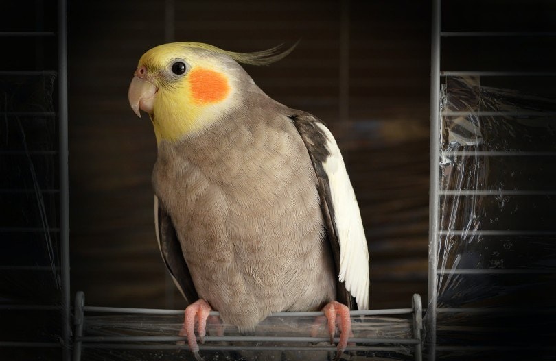 cockatiel in a cage