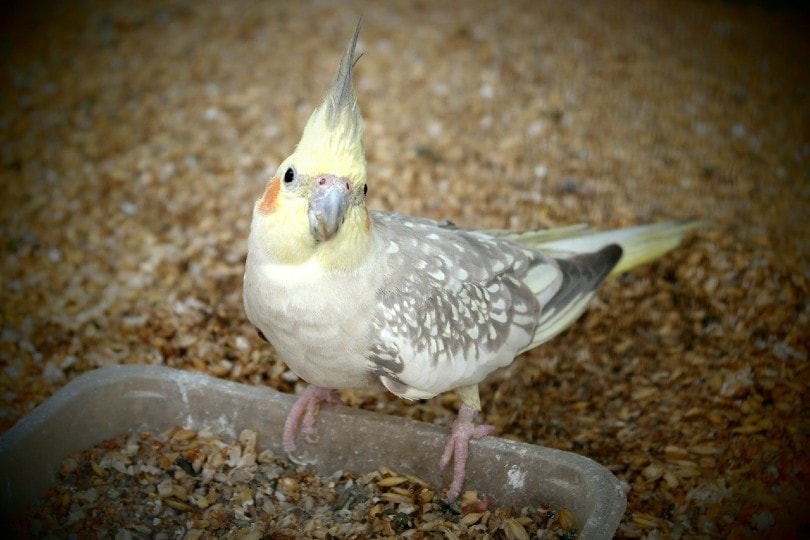 cockatiel in cage