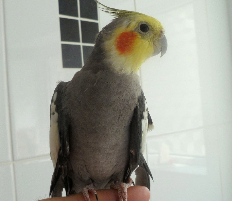 cockatiel in hand