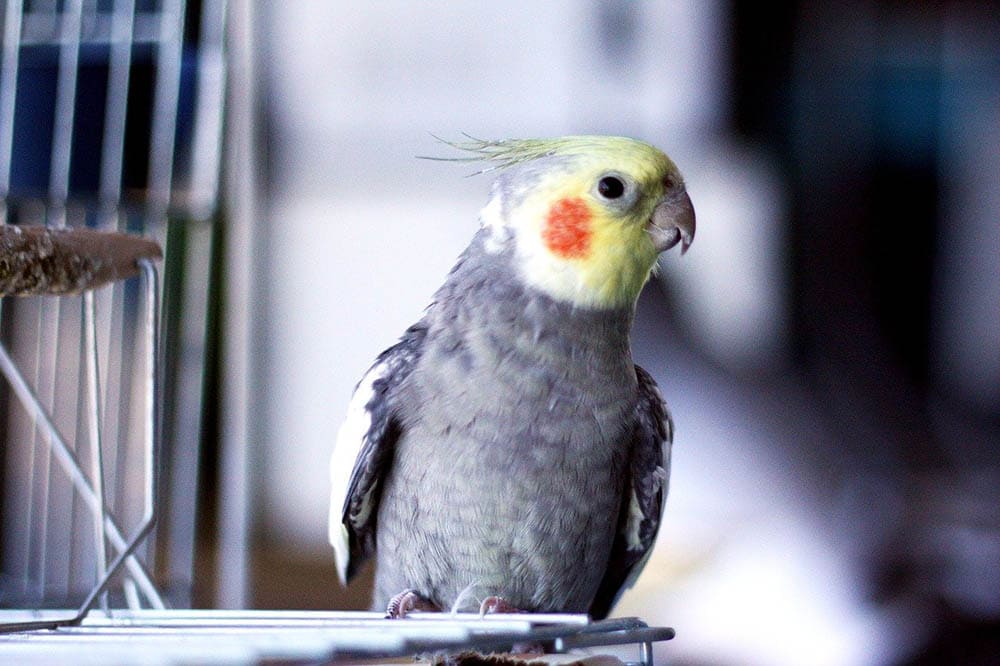 cockatiel outside cage