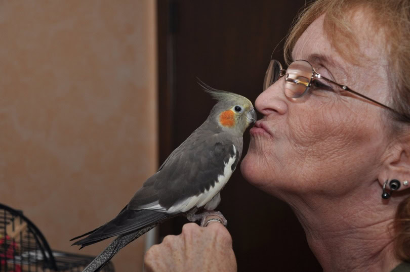 cockatiel with owner