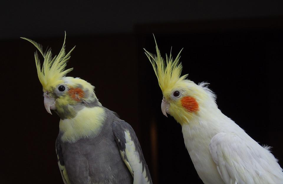 cockatiels