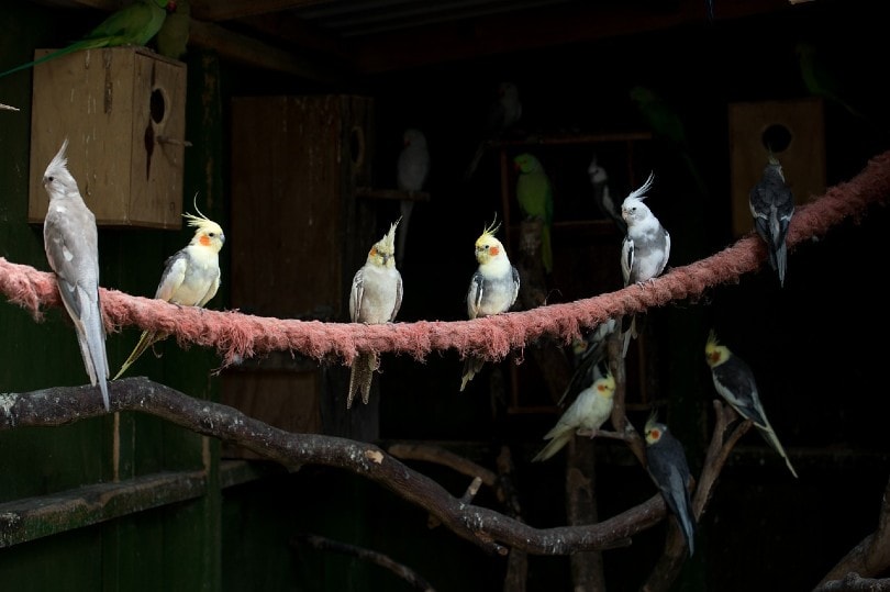 cockatiels in cage