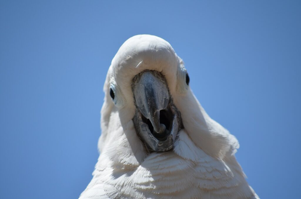 Cockatoo with beak open