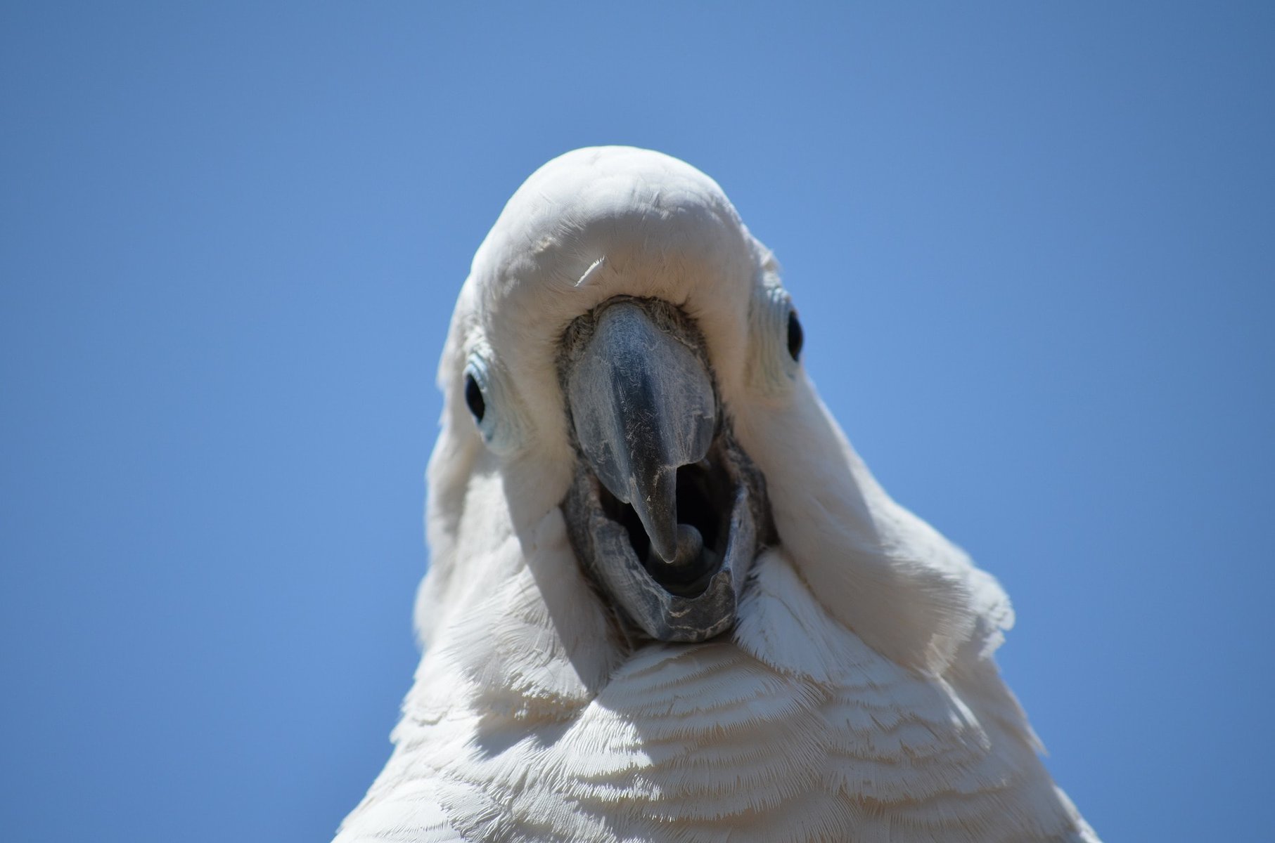 Cockatoo with beak open