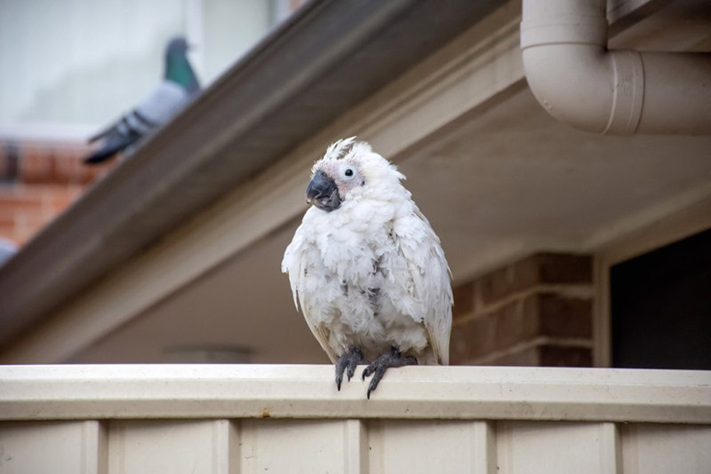 cockatoo bird with psittacine beak and feather disease