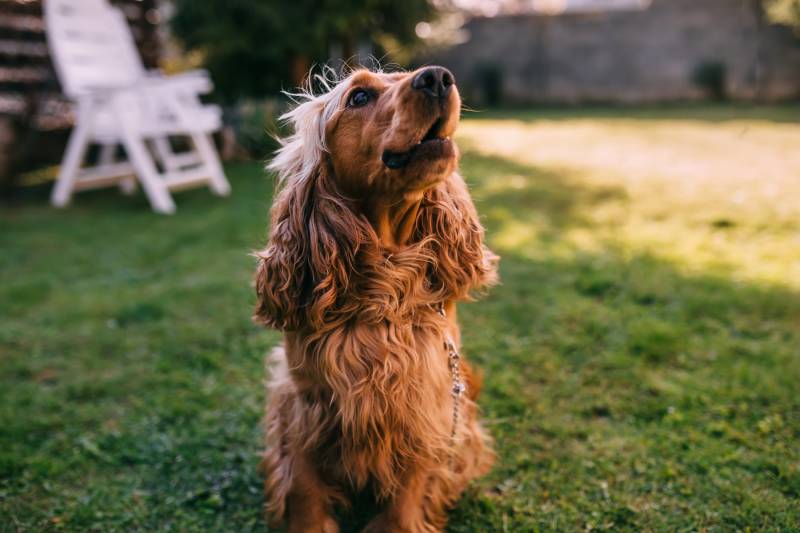 cocker spaniel dog sitting on the grass looking at something and barking