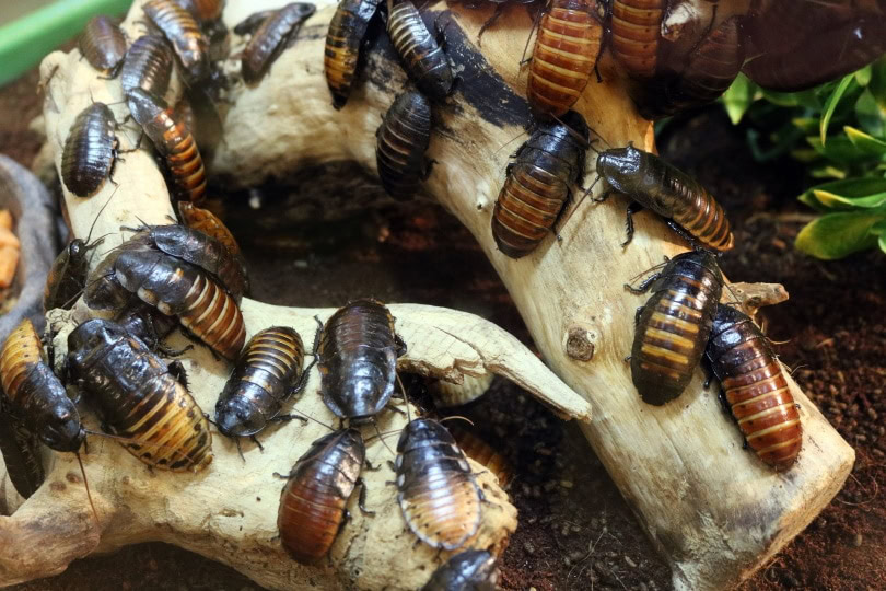 cockroaches_Pixabay