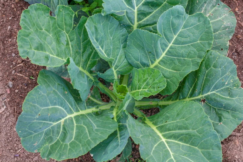 collard greens plant