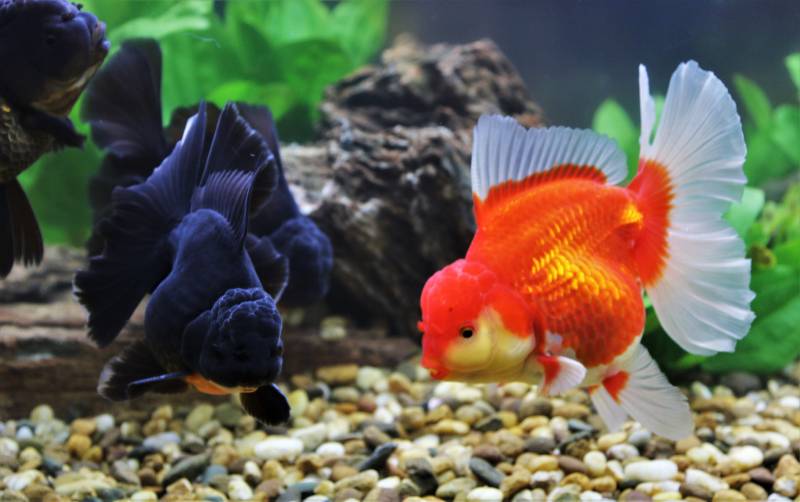 colorful Oranda goldfish in freshwater aquarium