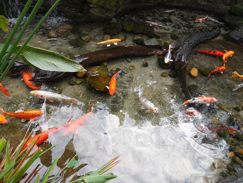 colorful goldfish in a pond