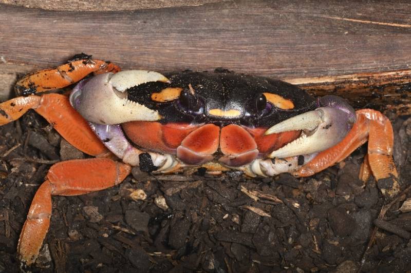 colorful halloween moon crab