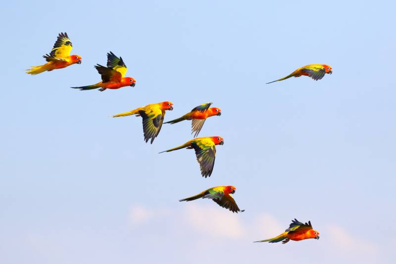colorful parrots flying in the sky