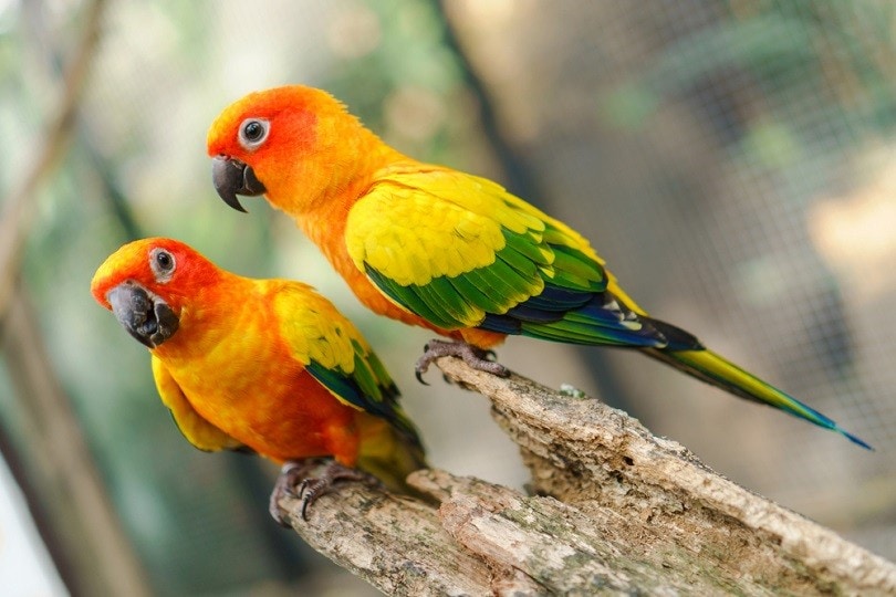 colorful sun conure