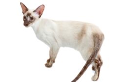 Colorpoint Shorthair Cat Breed: Info, Pictures, Temperament & Traits ...