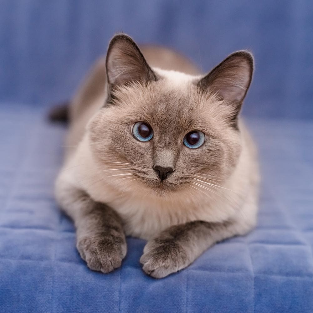 colorpoint shorthair cat
