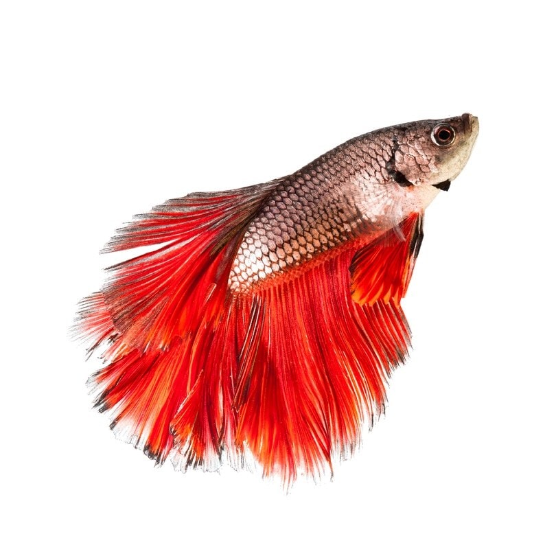 combtail-Betta-Fish