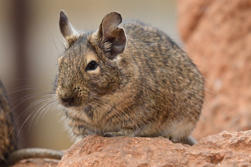 common degu