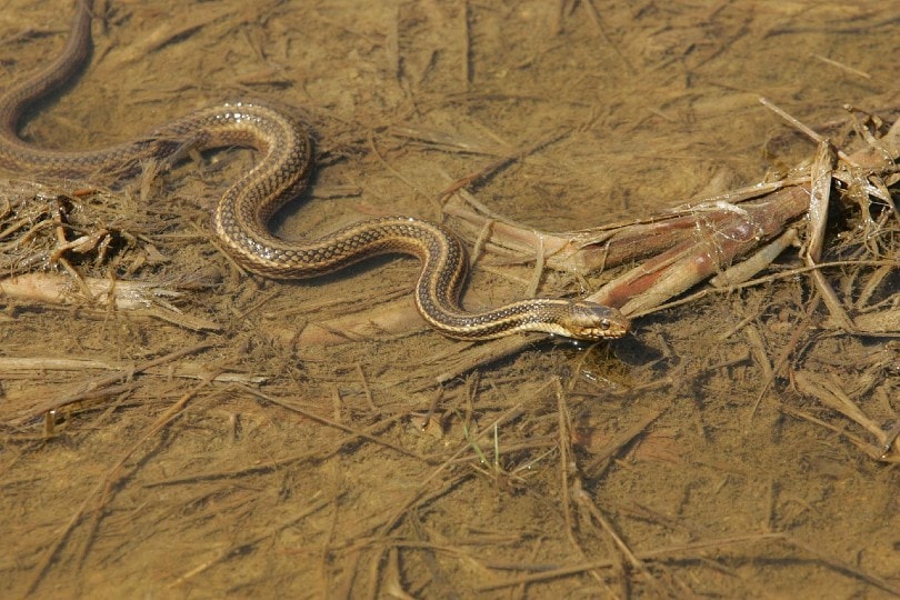 common garter snake