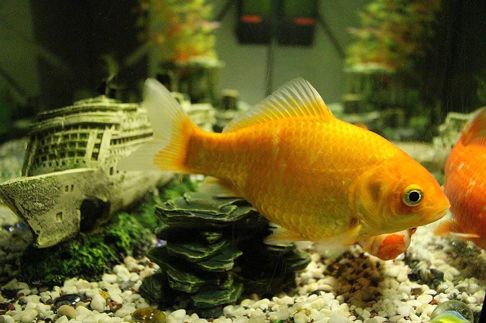 common goldfish