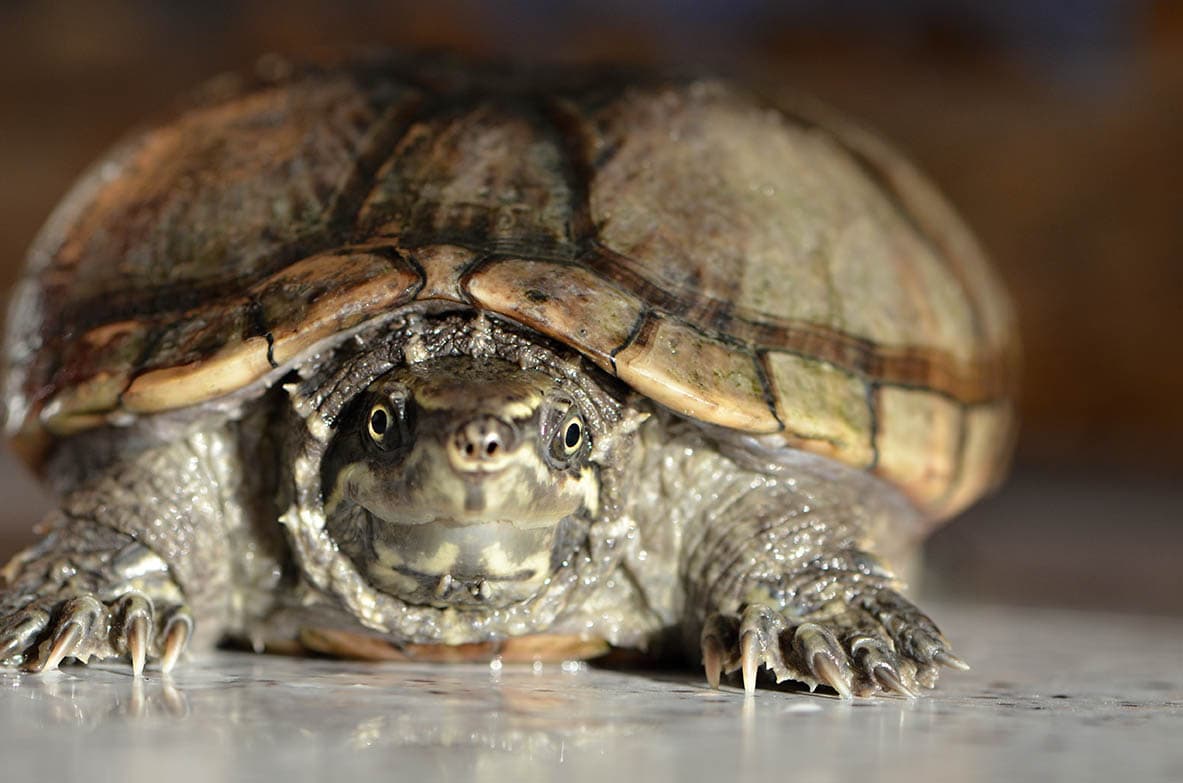 Common Musk Turtle