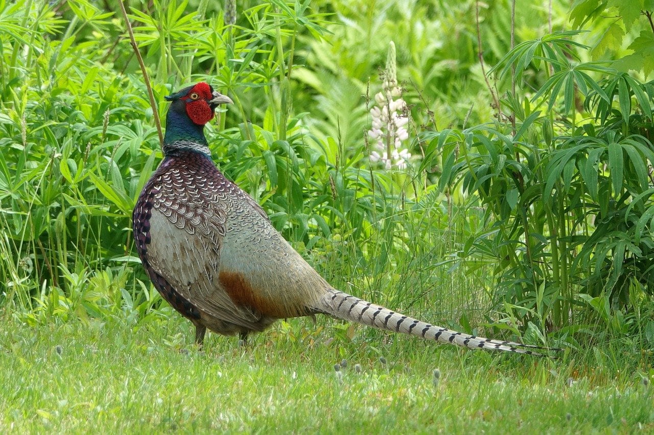 common pheasant