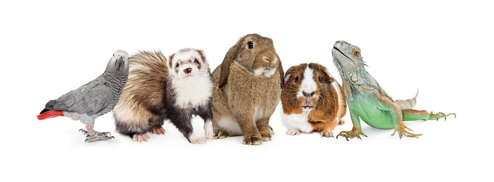 common small domestic animals bird ferret bunny guinea pig lizard