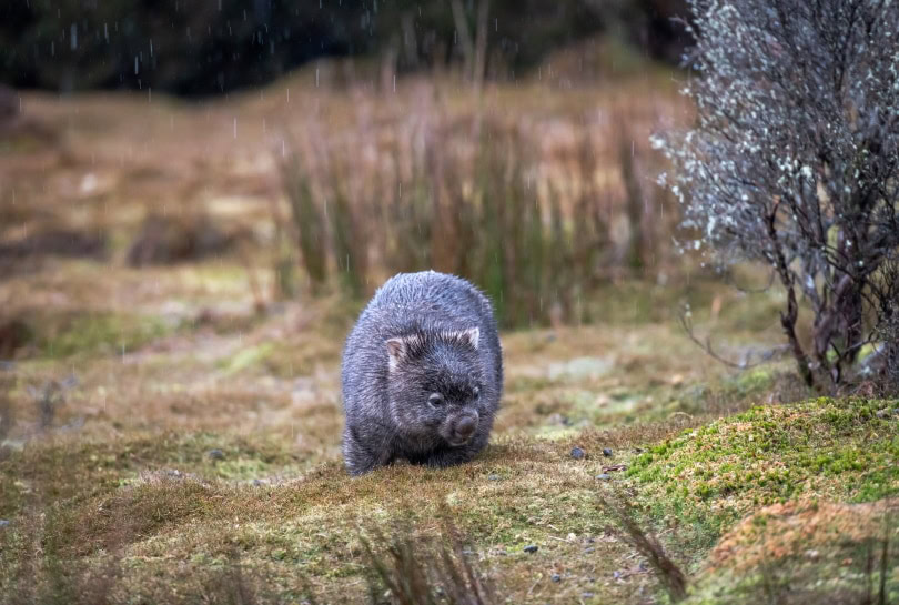 common wombat in the wild