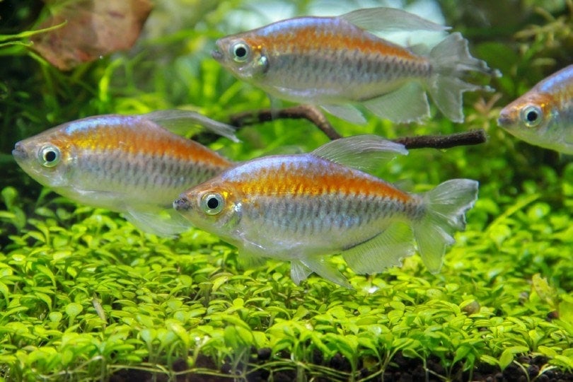 congo tetras