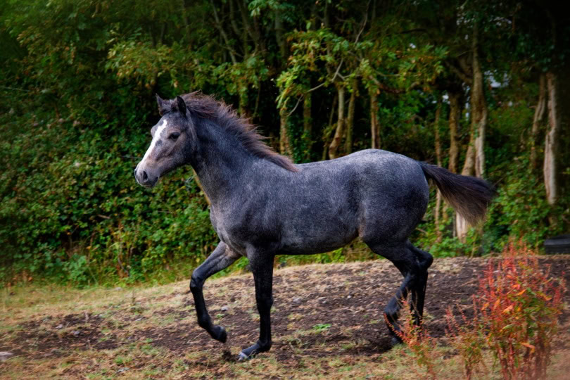 connemara pony