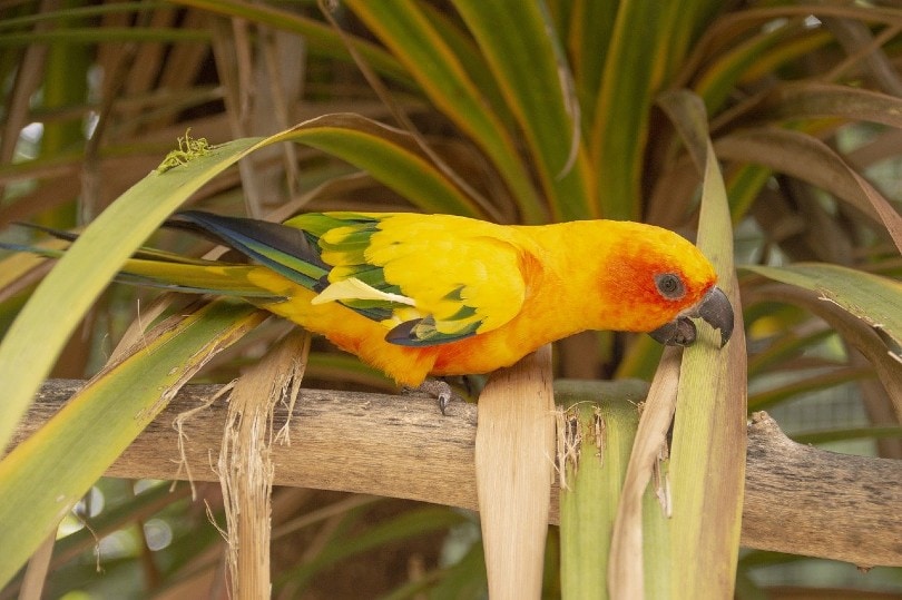 conure bird pecking on leaf