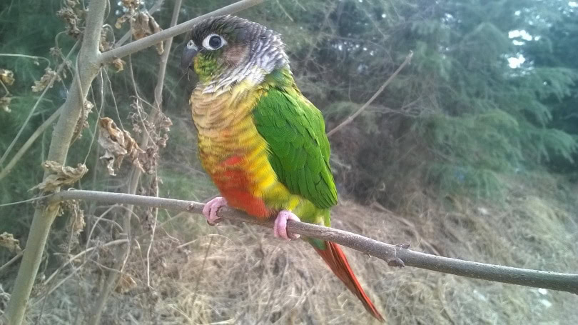 conure bired