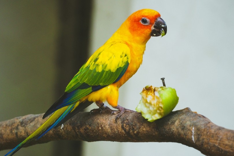 conure eating apple