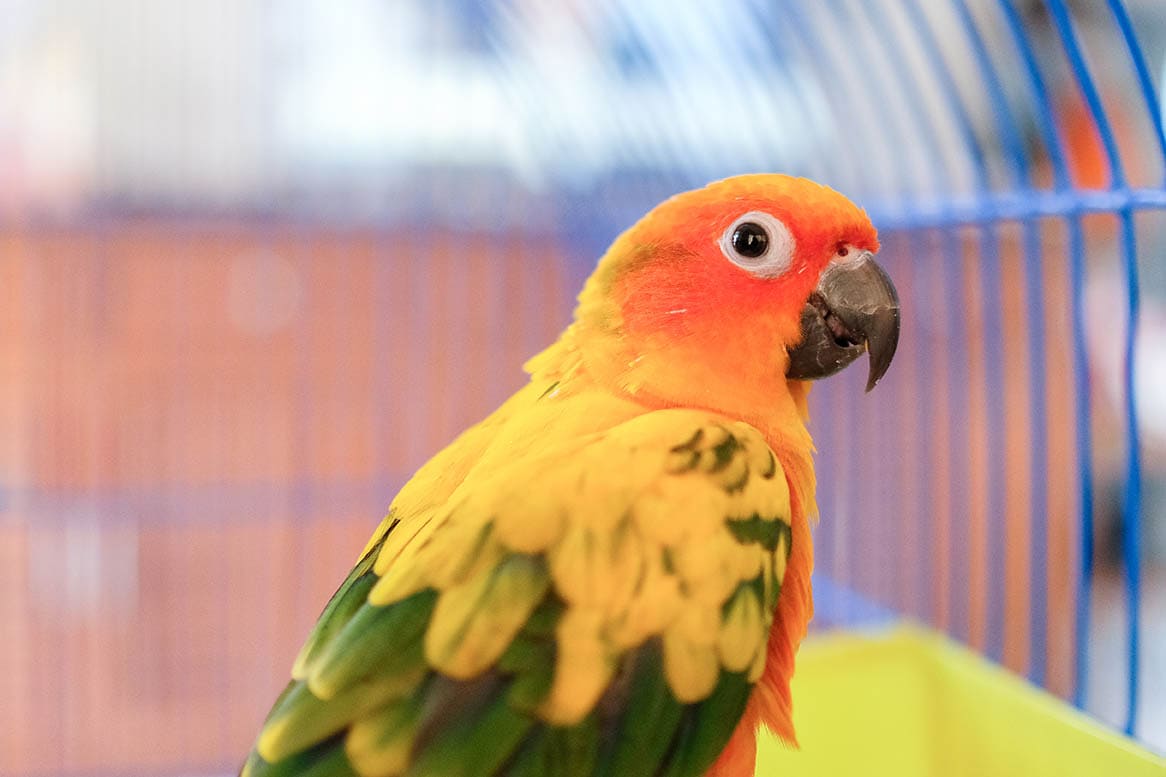 Conure in a cage