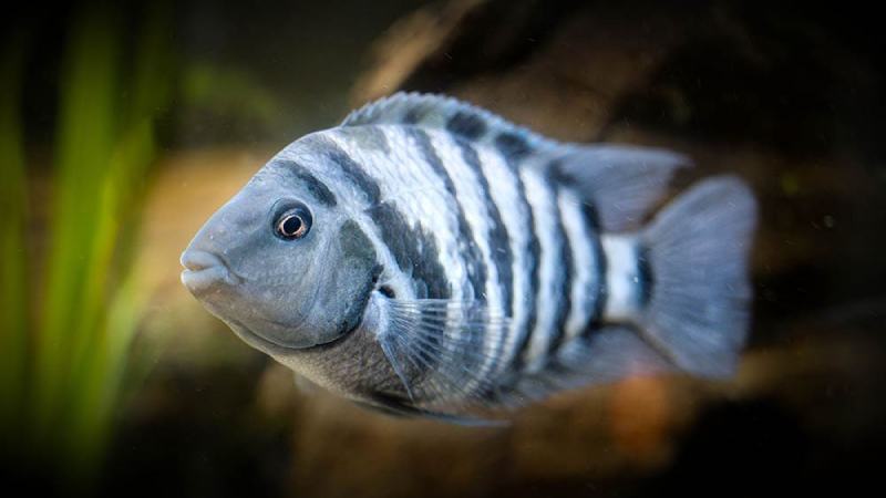 convict cichlid