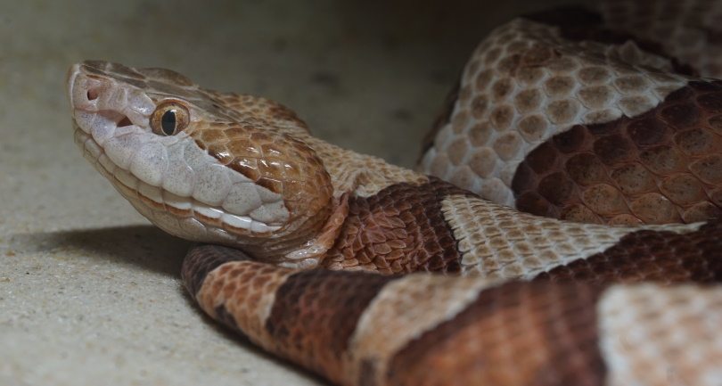 copperhead,makasana photo, Shutterstock