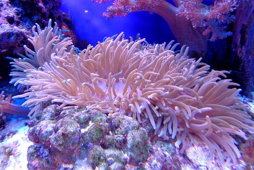 coral reef