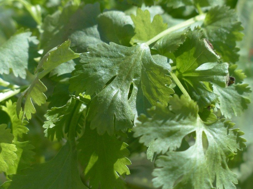 coriander