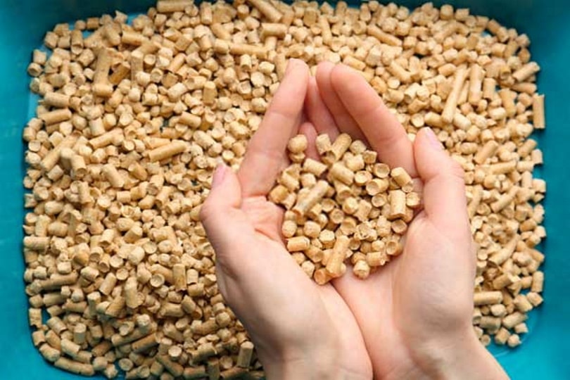 corn based cat litter