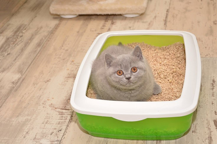 corn cat litter