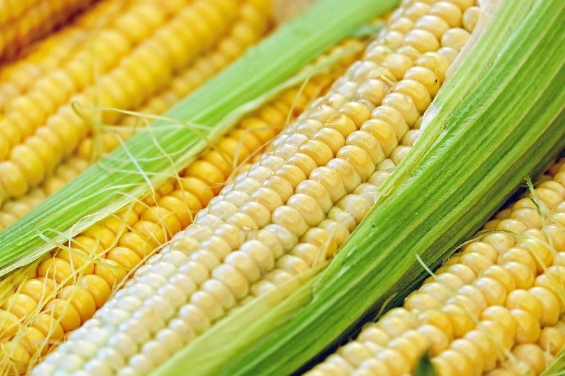 corn close up