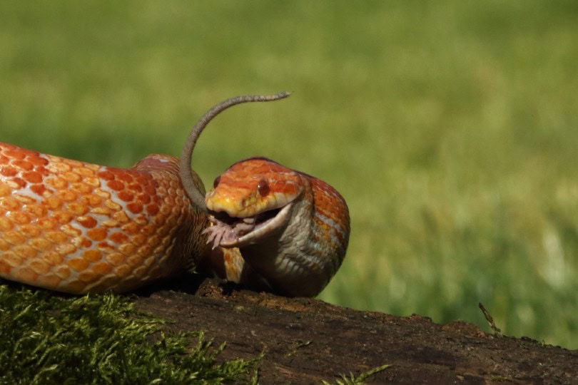 corn snake eating a mouse