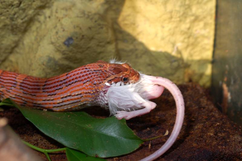 corn snake eating mice