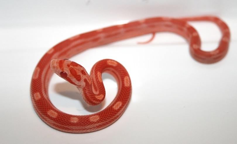 corn snake in white background