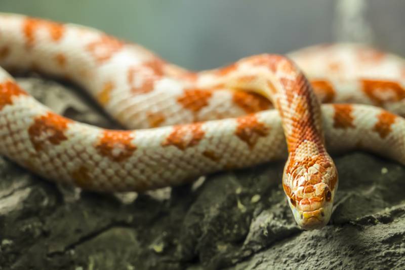corn snake on a rock