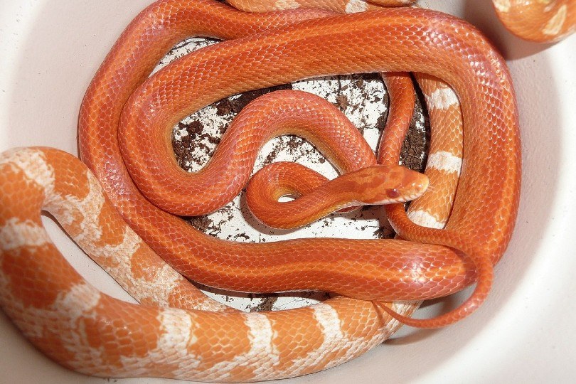 corn snakes